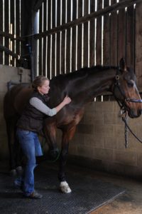 Olivia Jones, Equine and Animal Chiropractor.