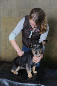 Olivia Jones, Equine and Animal Chiropractor.