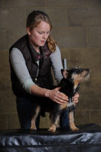 Olivia Jones, Equine and Animal Chiropractor.