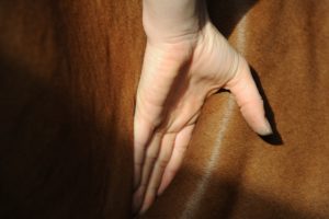 Olivia Jones, Equine and Animal Chiropractor.