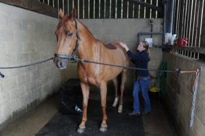 Olivia Jones, Equine and Animal Chiropractor