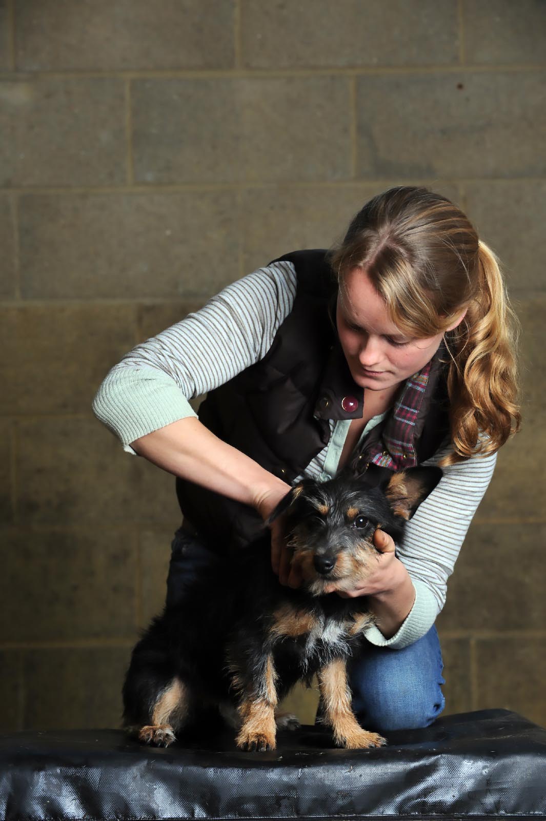 Olivia Jones - Kent & Sussex Chiropractic - Canine