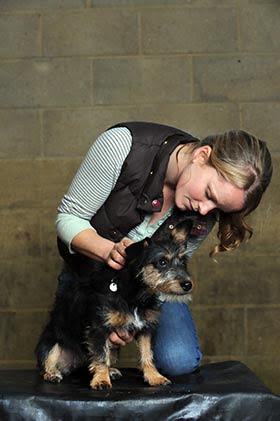 Olivia Jones - Kent & Sussex Chiropractic - Canine